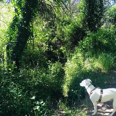 Apartamento El Refugio De Mecina Mecina Fondales Esterno foto